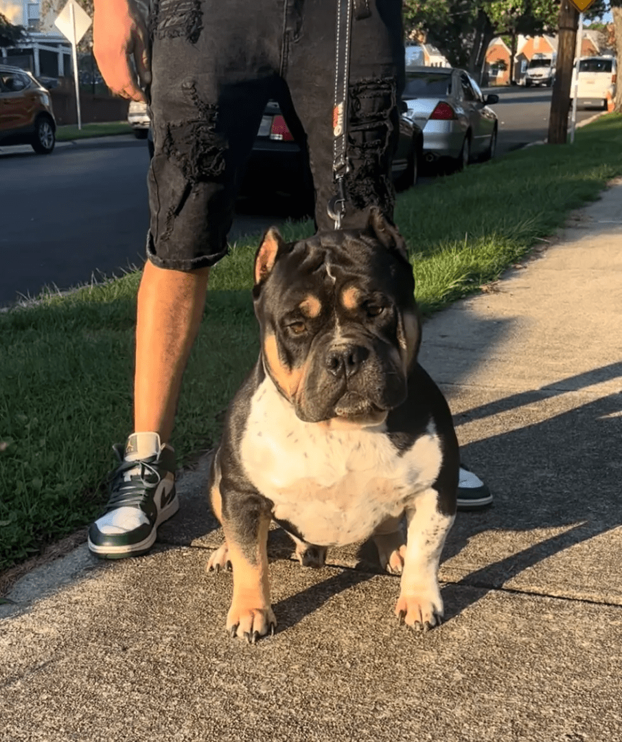 A extreme pocket bully stud sitting on a sidewalk next to a person's legs. Produced by Southeast Bully kennels