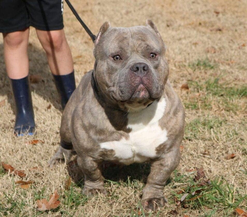 extreme pocket bully stud, top pocket bully stud, top american bully stud, top pocket bully kennel