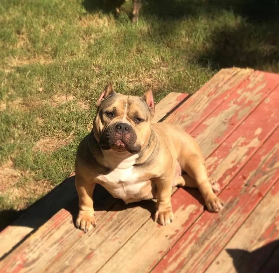 Fawn female extreme build pocket bully from Southeast Bully Kennels, showcasing huge muscle and perfect structure. This pocket bully puppy and dog for sale comes from a lineage with over 25 Champion and Grand Champions produced by a top pocket bully kennel.