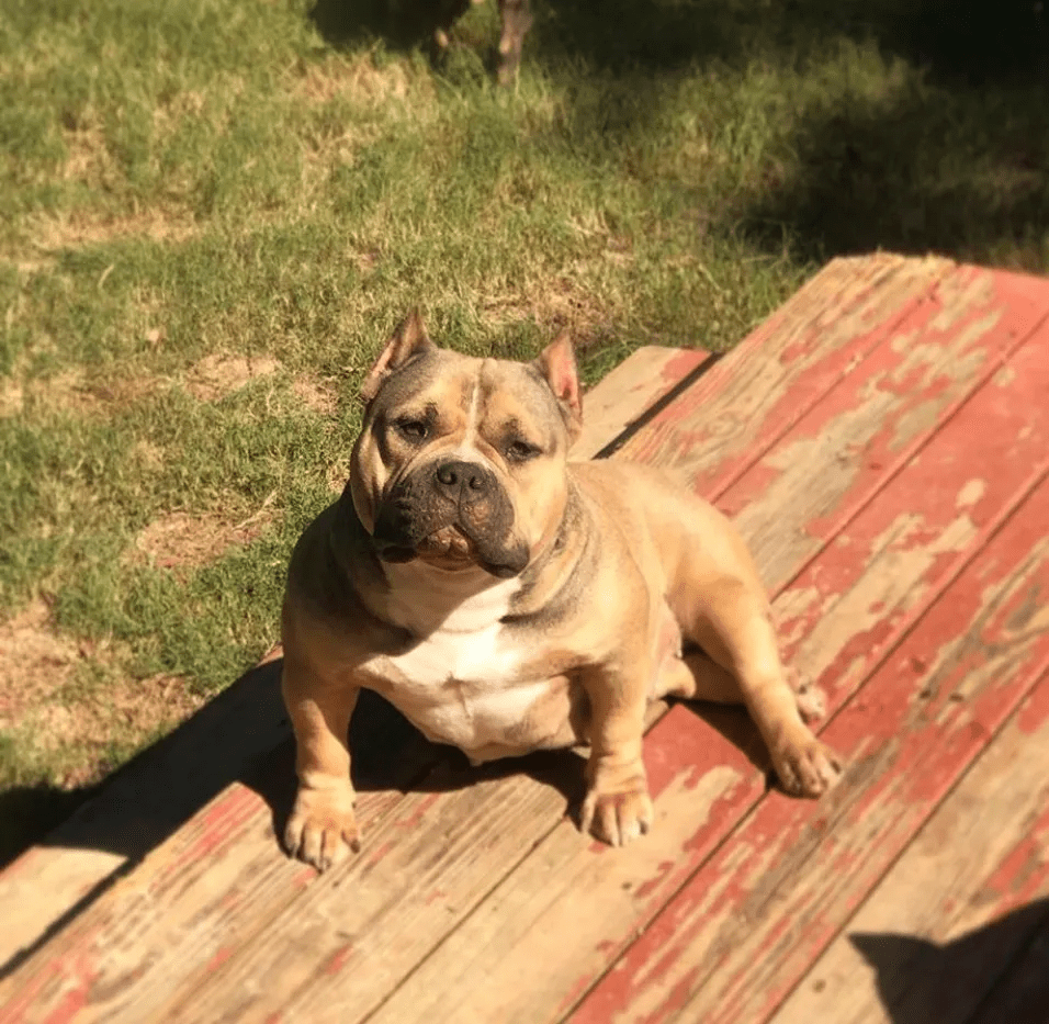 Pocket bully female sitting on a wooden deck, bathed in sunlight at her house in Texas. She was produced by Southeast Bully Kennels