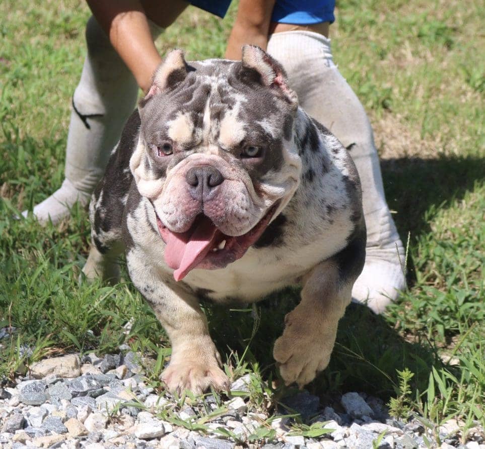 tri-merle pocket bully stud walking with a child in soccer clothes