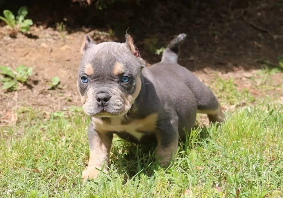 A young bulldog puppy with a distinctive black and tan coat standing in a grassy field.