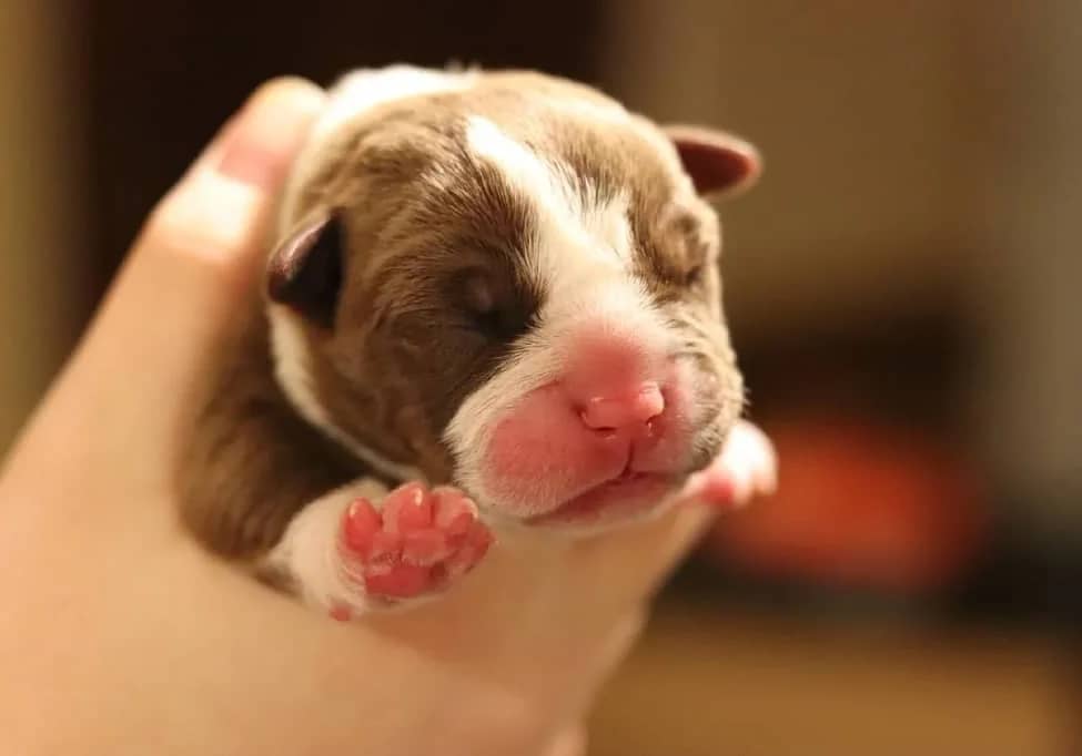 A newborn puppy cradled in a person's hand.