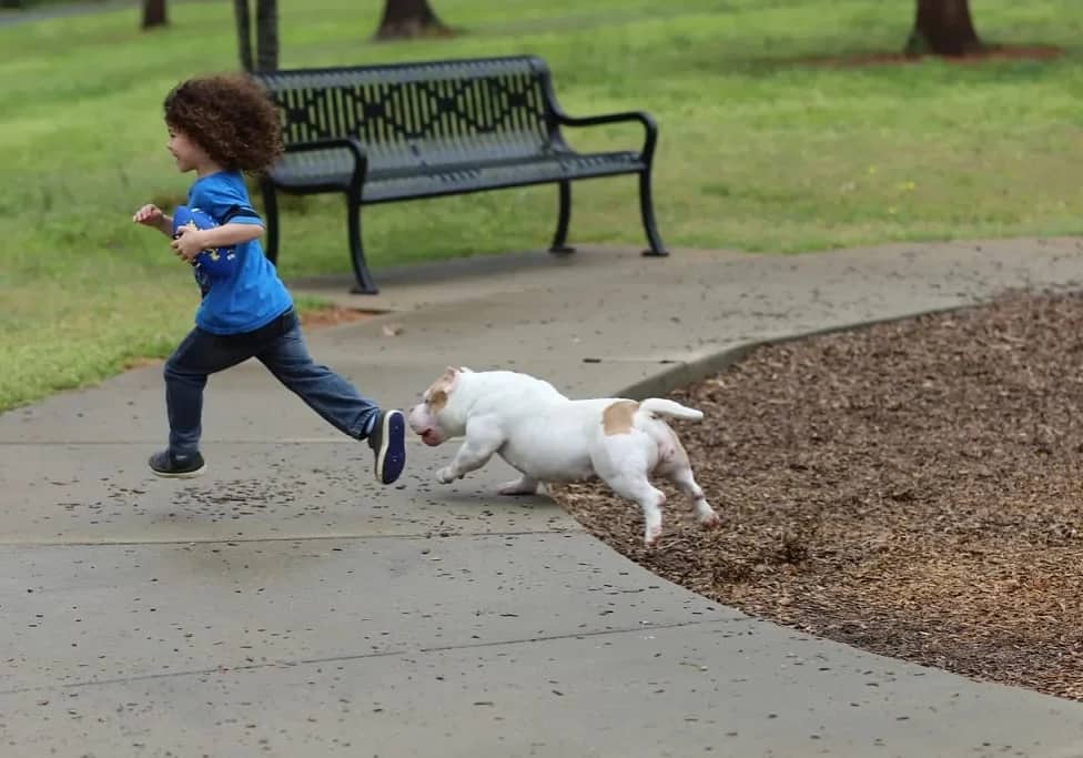 A child and a pocket bully running together on a park. showing why pocket bullies make great family pets.