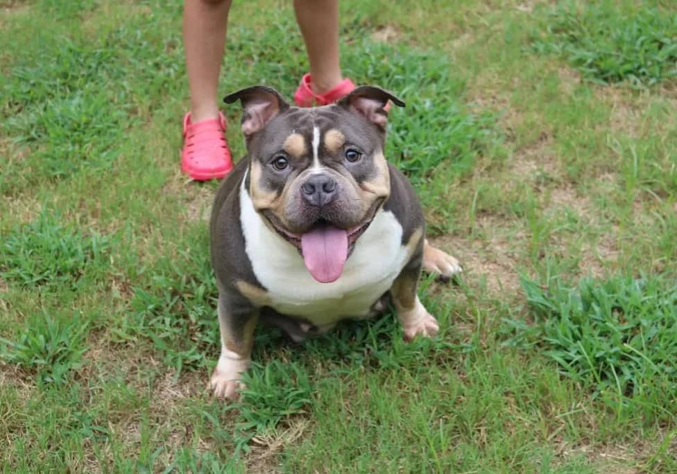 A female extreme pocket bully sitting on the grass with her tongue hanging out.