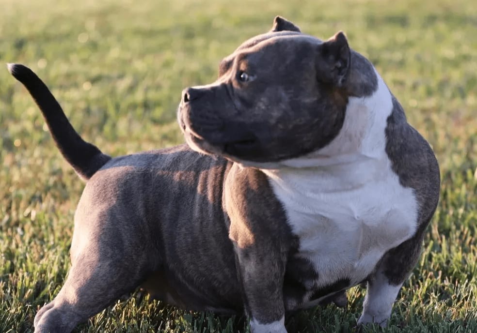 micro bully female in the grass in new york. She was produced by southeast bully kennels