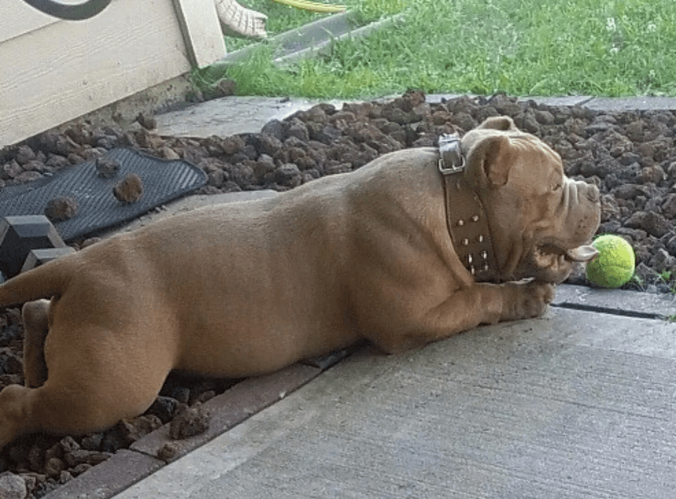 A pocket bully puppy with a collar lying down next to a tennis ball in Texas. He was produced by southeast bully kennels