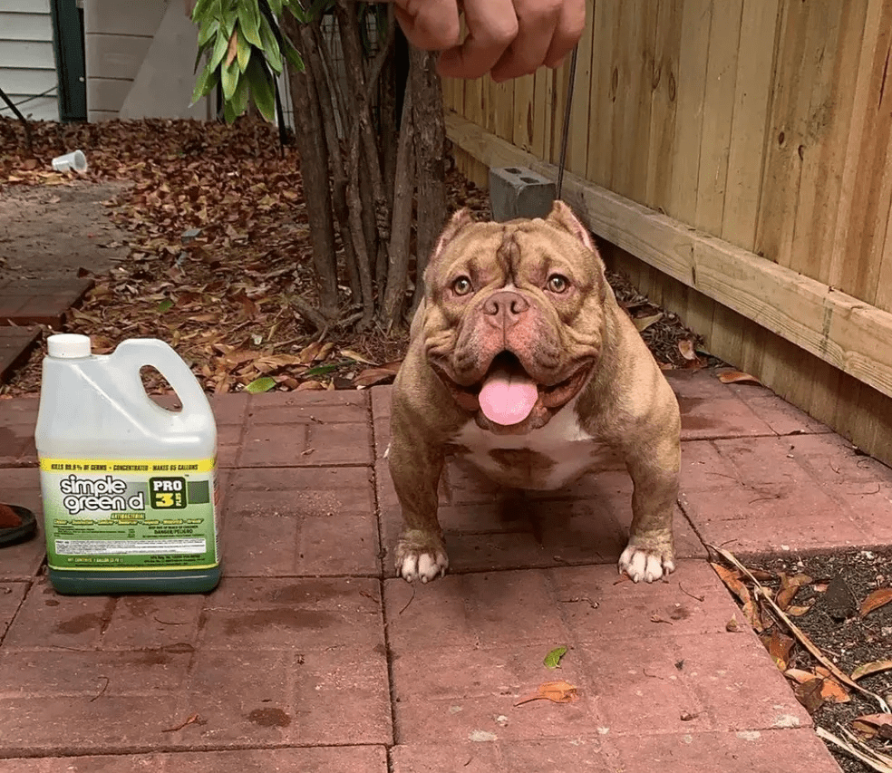 Micro bully male with tongue out sitting on a brick path next to a bottle of simple green cleaner.