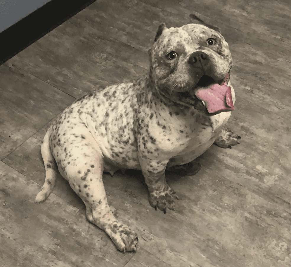 Speckled dog sitting on a wooden floor with its tongue out.