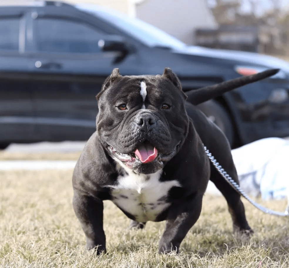 A muscular black dog with a white chest patch standing in a grassy field with a car in the background.