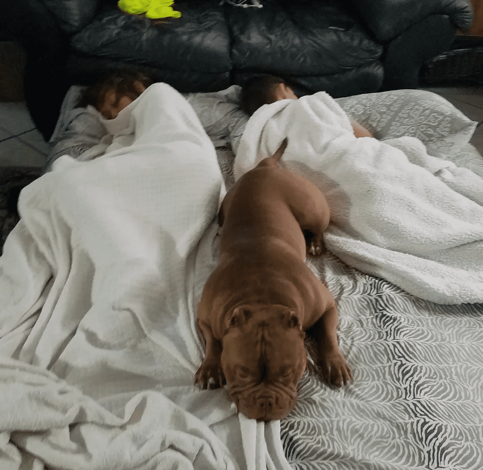 A brown pocket bully male lying on a bed with a white blanket, with his families feet visible under the blanket. He was produced by southeast bully kennels