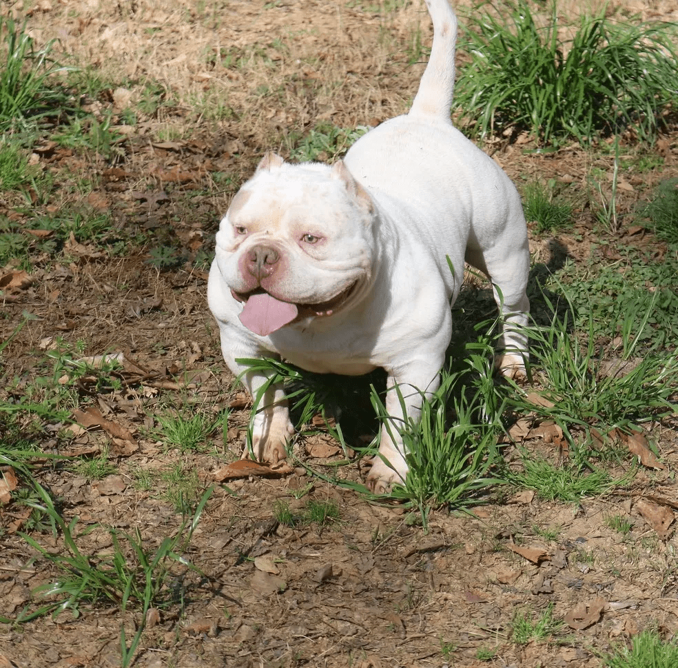 A white pocket bully stud with a wrinkled face walking on a grassy field with its tongue out at southeast bully kennels