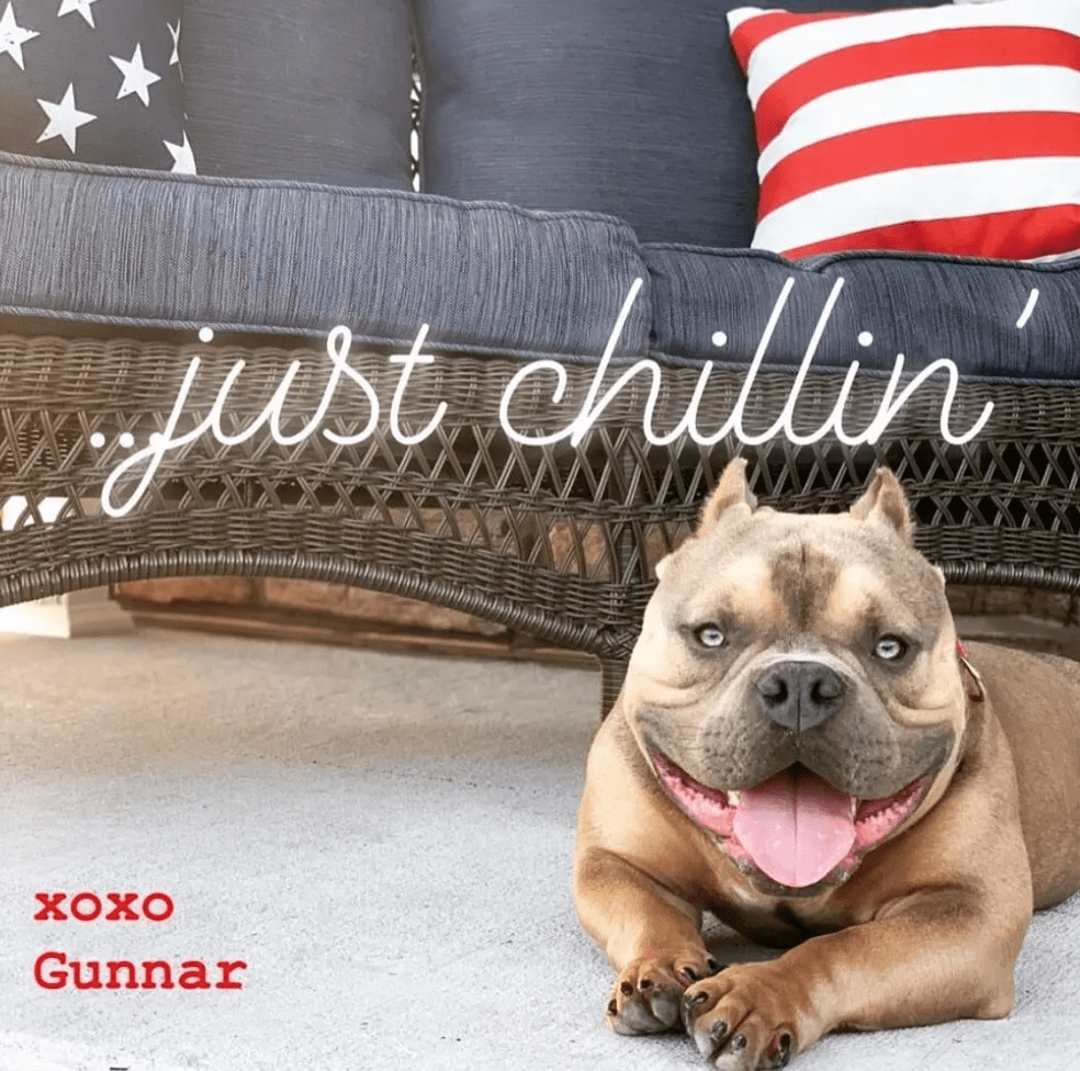 A happy pocket bully male lying on the floor with a text overlay that reads "just chillin'" and "xoxo gunnar," with an american flag and a cushion in the background.