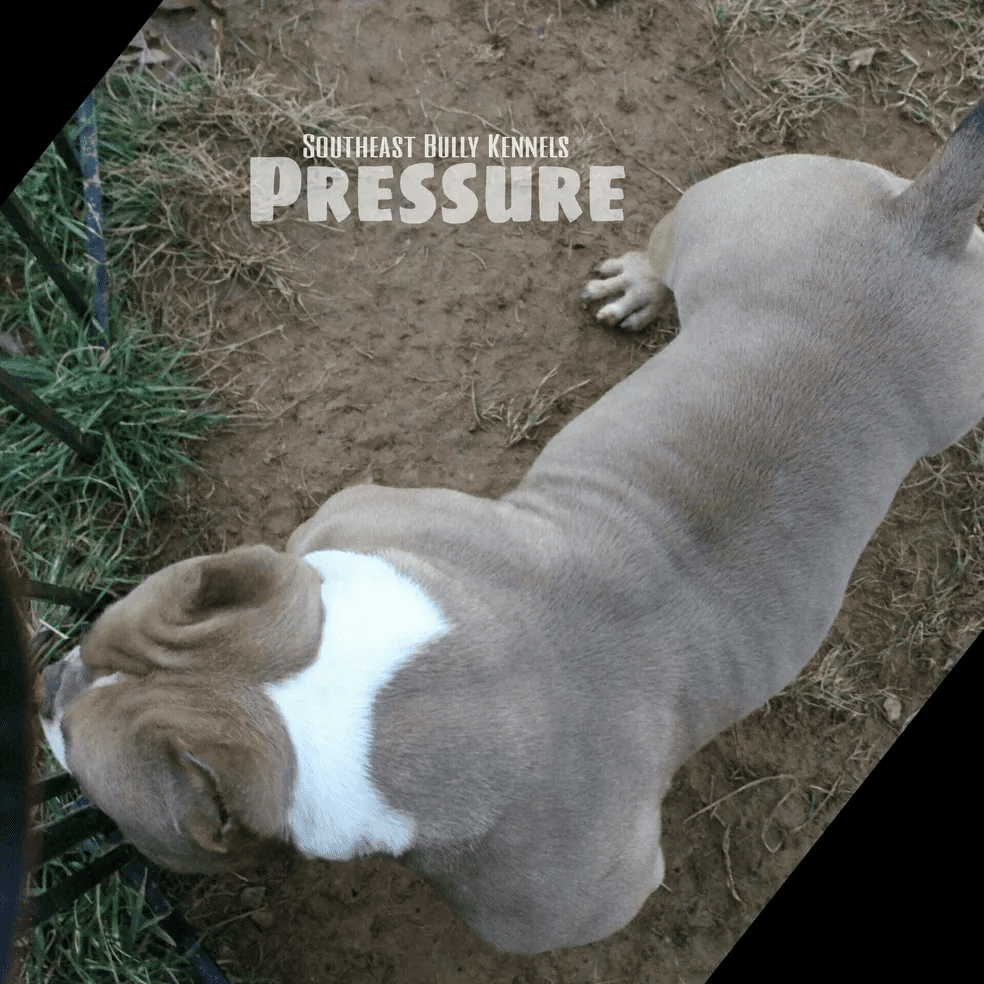 Top-down view of a stocky, gray and white dog with the word "pressure" and the logo "southeast bully kennels" overlaid on the image.