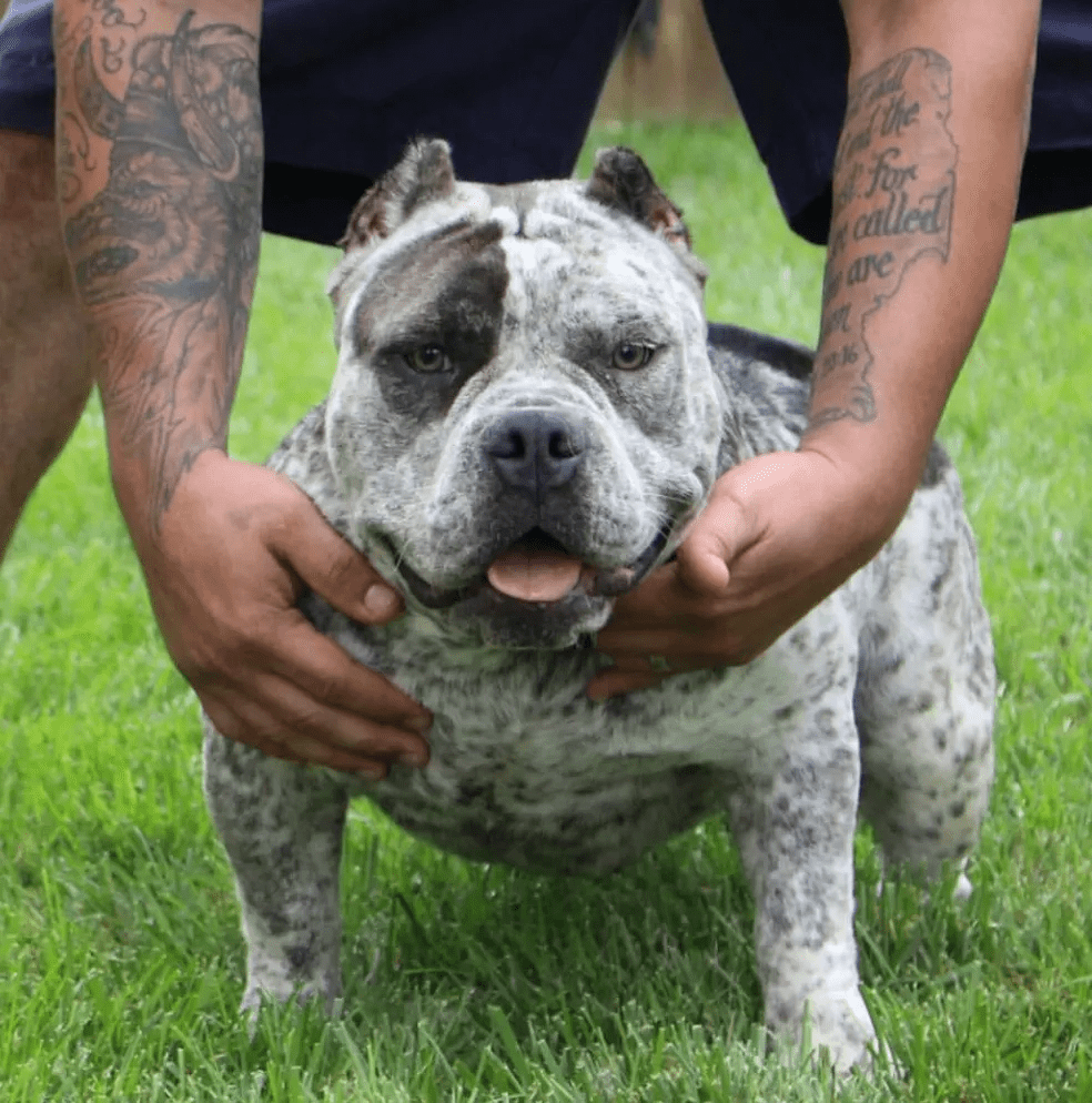 A brindle and white pocket bully female being held by a person with tattooed arms on a grassy field.