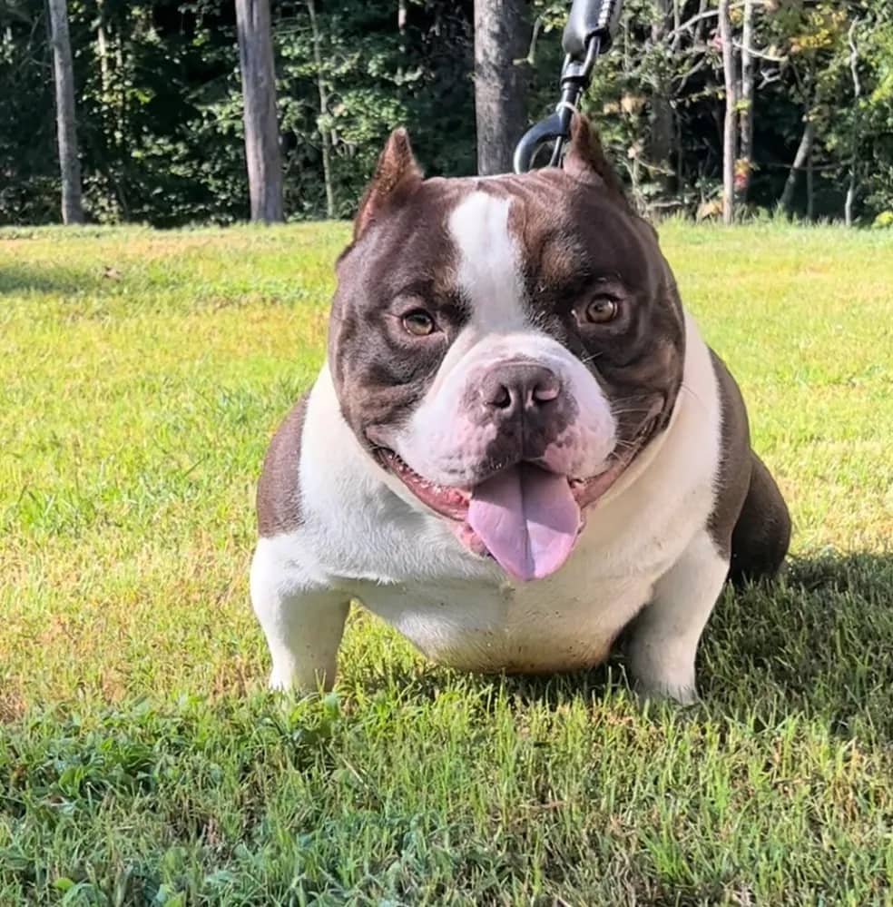 Chocolate tri extreme build micro bully stud the best micro bully kennel in the world