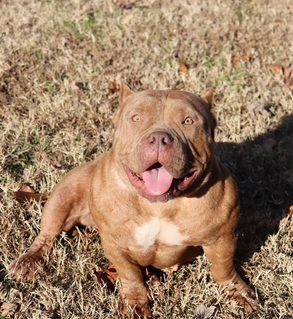 Red nose, green-eyed, champagne female extreme build micro bully from Southeast Bully Kennels. This micro bully for sale is bred by a top micro bully kennel. Micro bully puppy and dog for sale.