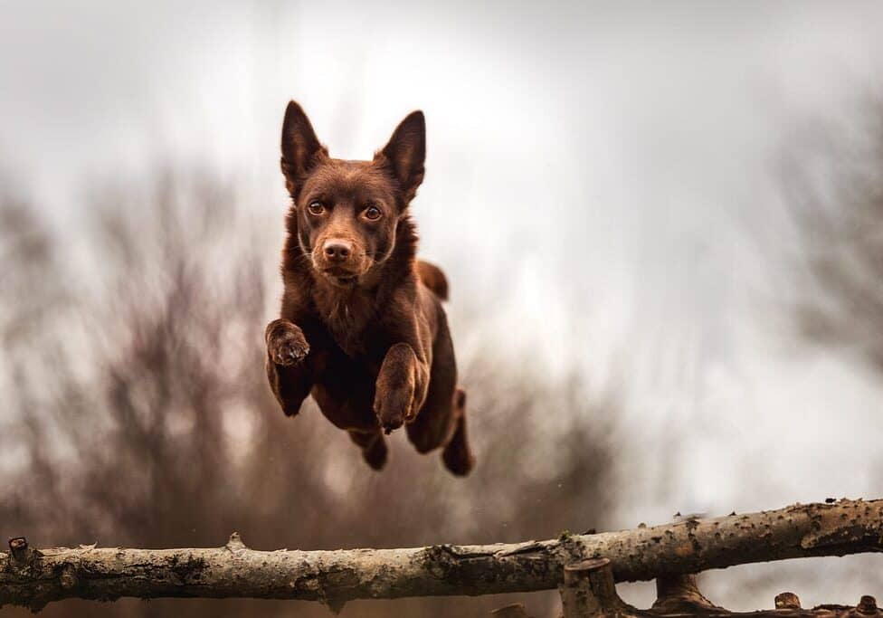 DogJumpingTreeBranch brown dog jumping a tree branch to get the best hip and joint supplement for dogs