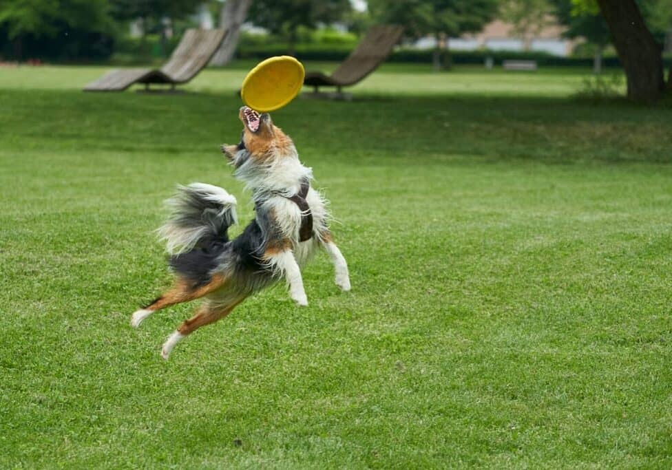 a dog playing frisbee in a park after getting the best water additive for immunity from super paws juice